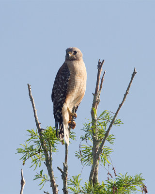 Red Shoulder on the Treetop.jpg