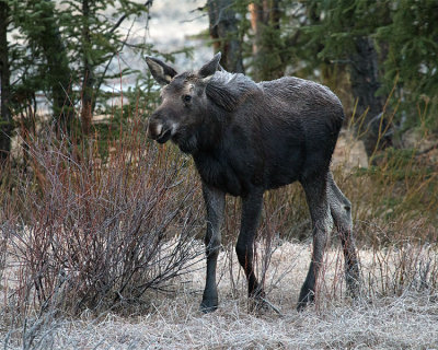 Juvenile Moose.jpg