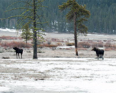 Moose Brothers at Pebble Creek.jpg