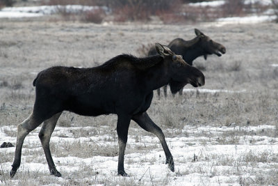 Moose in the Valley.jpg