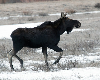 Moose High Stepping.jpg
