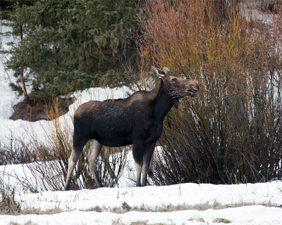 Moose Munching on Willow.jpg