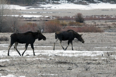 Two Moose at Pebble Creek.jpg