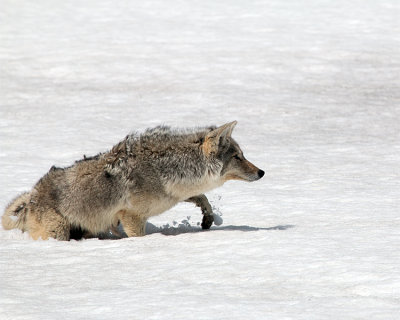 Coyote in the Snow.jpg