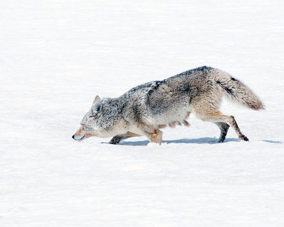 Coyote Sinking in the Snow.jpg