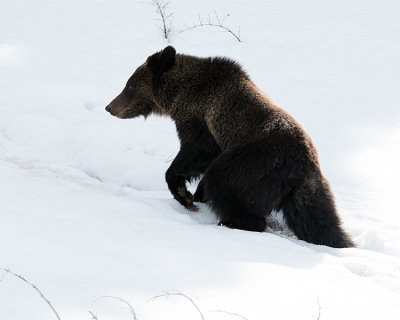 Hobo Bear at Sedge Bay in the Snow.jpg