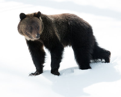 Hobo Bear Walking Through the Snow.jpg