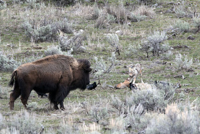 Lamar Valley Drama.jpg
