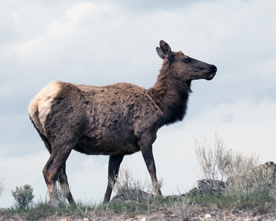 Elk Cow on the Hill.jpg