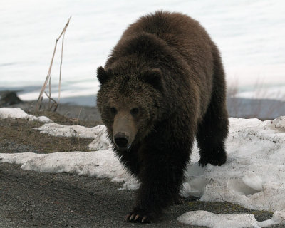 Grizzly at Sedge Bay.jpg