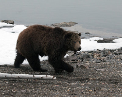 Grizzly by the Lake.jpg