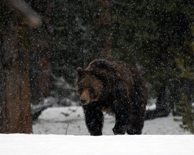 Grizzly in the Snow Storm.jpg