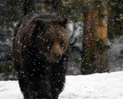 Grizzly walking in the Storm.jpg
