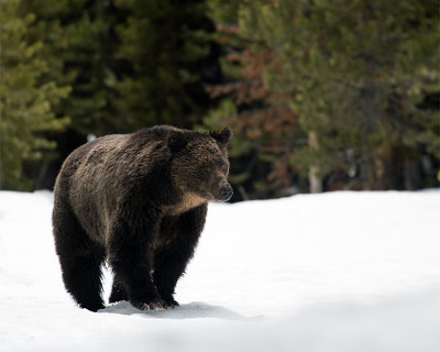 Grizzly at Fishing Bridge Squinting into the Sun.jpg