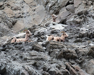 Bighorns in Gardiner Canyon.jpg