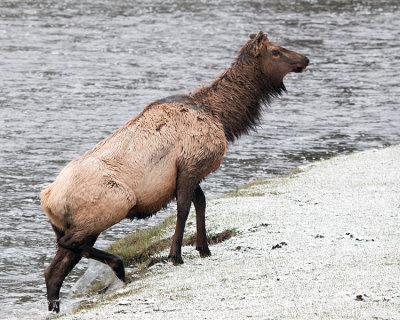 Elk Climbing onto the Bank at the Madison River.jpg