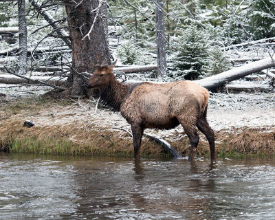 Elk in the Madison River.jpg