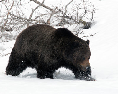 Trudging Through the Snow.jpg