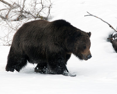Grizzly Plowing the Snow.jpg