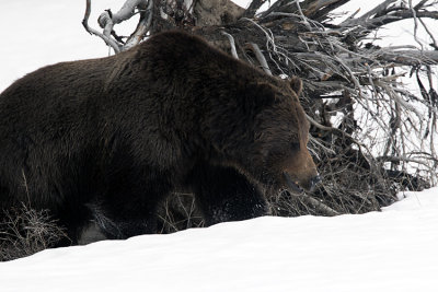 Grizzly by the Dead Tree.jpg
