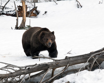 Grizzly in the Timber.jpg