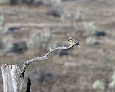 Meadowlark in Lamar Valley.jpg