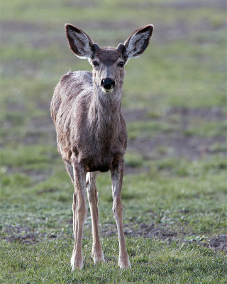 Mule Deer Out the North Entrance.jpg