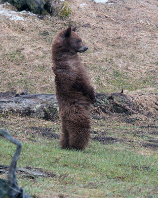 Cinnamon Black Bear Near Roaring Mountain Standing.jpg