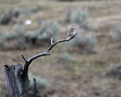 Meadowlark on a Snag.jpg