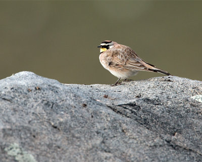 Bird on a Rock.jpg