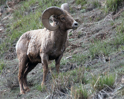 Bighorn Near the Confluence.jpg