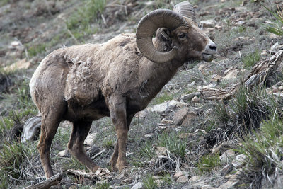 Bighorn Ram at the Confluence.jpg