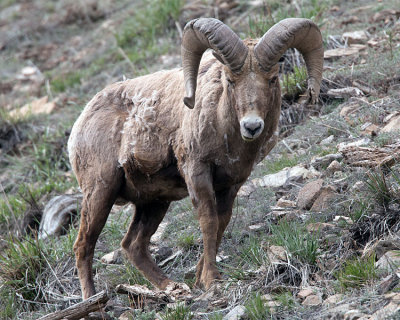 Bighorn.jpg
