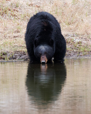 Black Bear Sow Drinking from Rainy Lake.jpg