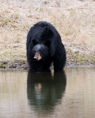 Black Bear at Rainy Lake.jpg