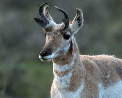 Pronghorn Profile.jpg