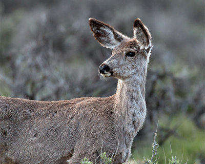 Mule deer.jpg
