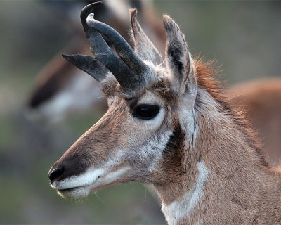 Pronghorn Portrait.jpg