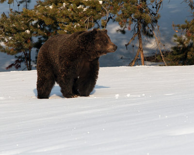 Courting Pair Grizzly on the Hill Near LeHardy Rapids.jpg