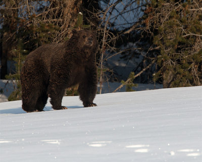 Courting Pair Grizzly at Dawn.jpg