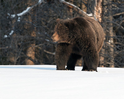 Grizzly Looking Back.jpg