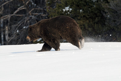 Grizzly on the Run.jpg