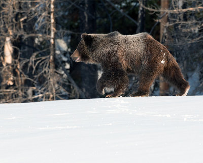 Courting Pair Grizzly on the Prowl.jpg