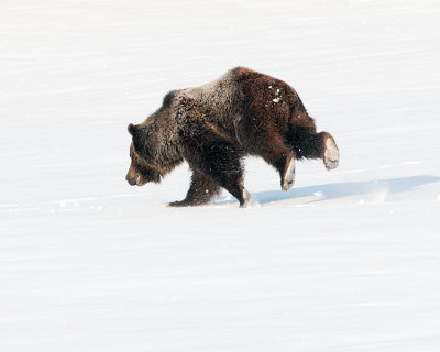 Grizzly Running After his Mate.jpg