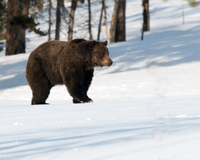 Grizzly Near LeHardy.jpg