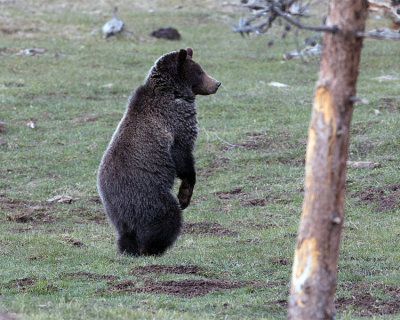 Grizzly at Mud Volcano Standing Up.jpg