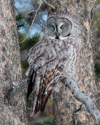 Great Grey Owl Near Bridge Bay.jpg