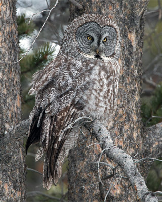 Great Grey Owl.jpg