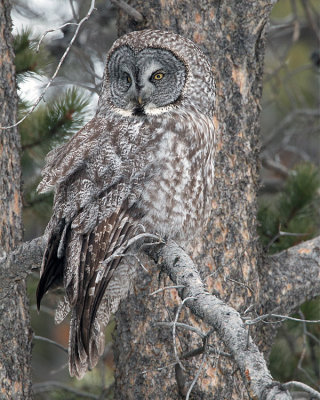 Great Grey Owl Looking for Threats.jpg