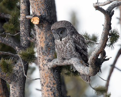 Great Grey Owl on Another Tree.jpg